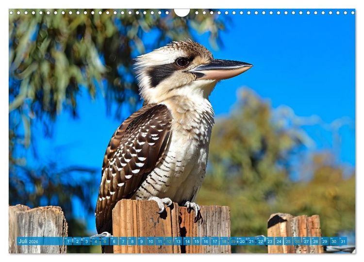 Produktbild: Der Kookaburra - Im australischen Busch mit dem lachenden Hans (Wandkalender 2026 DIN A3 quer), CALVENDO Monatskalender