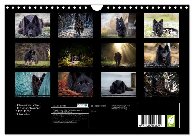 Produktbild: Schwarz ist sch&ouml;n! Der lackschwarze altdeutsche Sch&auml;ferhund (Wandkalender 2026 DIN A4 quer), CALVENDO Monatskalender