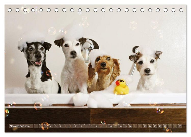 Produktbild: Die Parson-Russell-Terrier ...mit neuen Abenteuern aus der Hundeknipserei (Tischkalender 2026 DIN A5 quer), CALVENDO Monatskalender