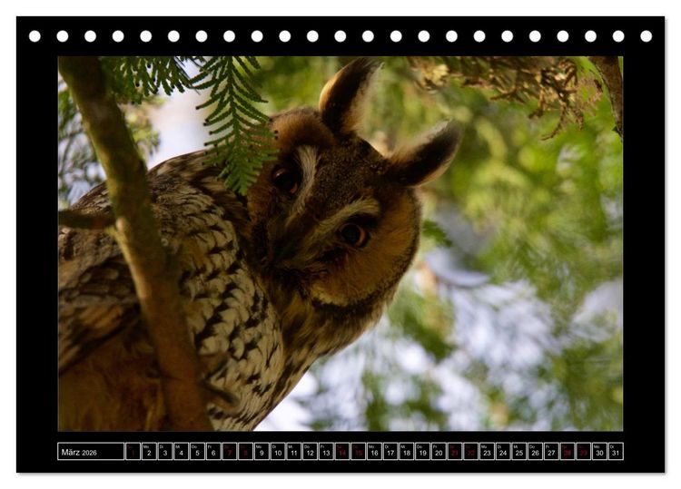 Produktbild: Niederrheinische Vogelwelt (Tischkalender 2026 DIN A5 quer), CALVENDO Monatskalender