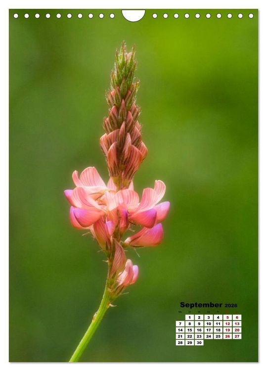 Produktbild: Spa&szlig; mit bunten Bl&uuml;mchen (Wandkalender 2026 DIN A4 hoch), CALVENDO Monatskalender