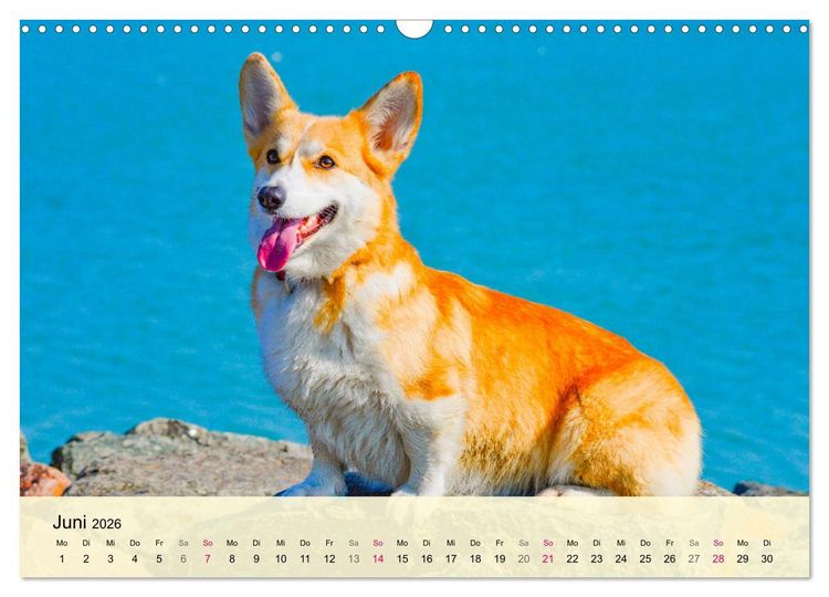 Produktbild: Welsh Corgi. Zauberhafter Dickkopf auf kurzen Beinen (Wandkalender 2026 DIN A3 quer), CALVENDO Monatskalender