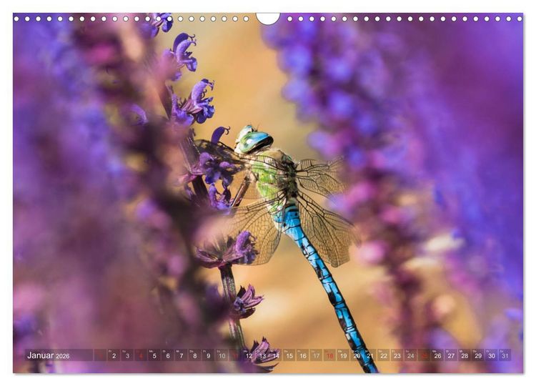 Produktbild: Libellen - Fliegende Edelsteine (Wandkalender 2026 DIN A3 quer), CALVENDO Monatskalender