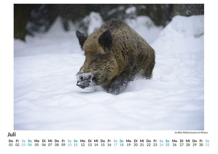 Produktbild: WIldschweine im Winter