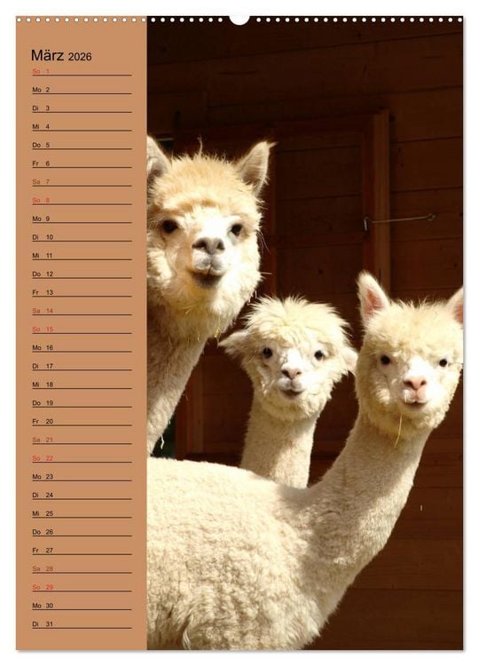 Produktbild: Alpakas zum Knuddeln gerne (Wandkalender 2026 DIN A2 hoch), CALVENDO Monatskalender