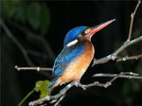 Produktbild: CALVENDO Puzzle Kingfisher aus dem Dschungel von Borneo, Indonesien | 1000 Teile Lege-Gr&ouml;&szlig;e 64x48cm Foto-Puzzle f&uuml;r gl&uuml;ckliche Stunden