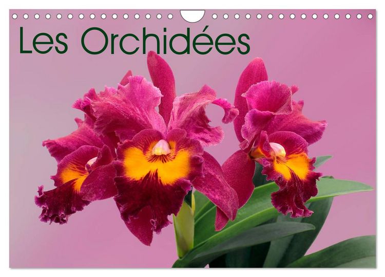 Produktbild: Les Orchid&eacute;es (Calendrier mural 2026 DIN A4 vertical), CALVENDO calendrier mensuel