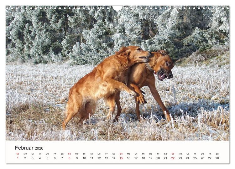 Produktbild: Rhodesian Ridgeback Sch&ouml;nheit aus Afrika (Wandkalender 2026 DIN A3 quer), CALVENDO Monatskalender