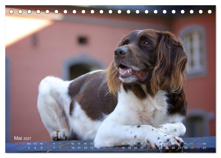 Produktbild: Faszination Jagdhund - Kleiner M&uuml;nsterl&auml;nder (Tischkalender 2027 DIN A5 quer), CALVENDO Monatskalender