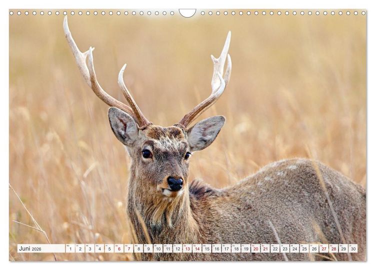 Produktbild: Wildes Japan - Hokkaido im Winter (Wandkalender 2026 DIN A3 quer), CALVENDO Monatskalender