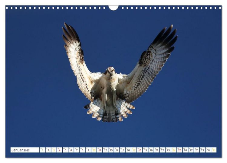 Produktbild: Fischadler - Meister des Sturzfluges (Wandkalender 2026 DIN A3 quer), CALVENDO Monatskalender
