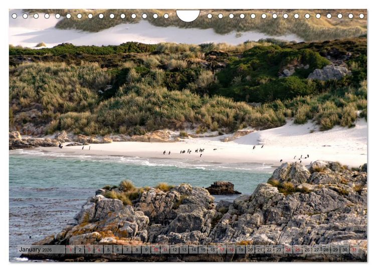 Produktbild: In the Falkland Islands (Wall Calendar 2026 DIN A4 landscape), CALVENDO 12 Month Wall Calendar