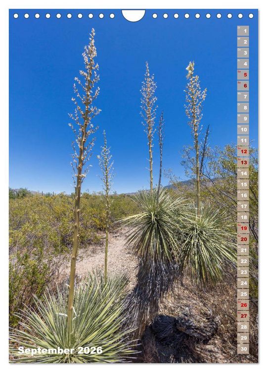 Produktbild: SAGUARO NATIONAL PARK W&uuml;stenimpressionen aus Arizona (Wandkalender 2026 DIN A4 hoch), CALVENDO Monatskalender