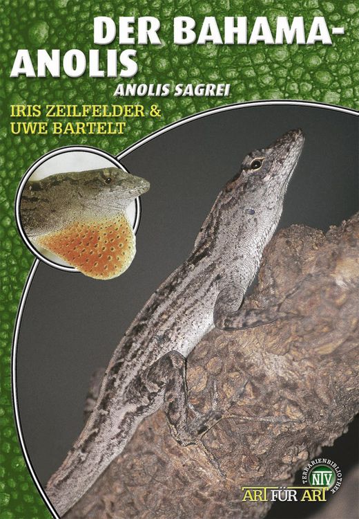 Produktbild: Der Bahama-Anolis