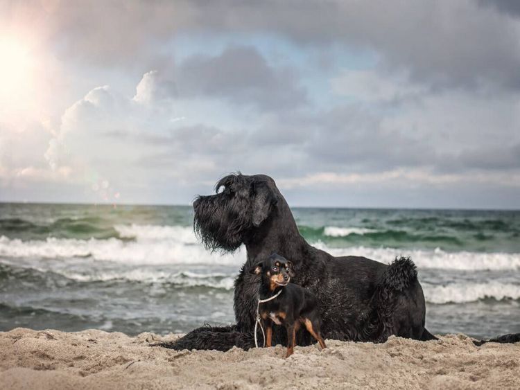 Produktbild: CALVENDO Puzzle Hunde am Meer | 1000 Teile Lege-Gr&ouml;&szlig;e 64x48cm Foto-Puzzle f&uuml;r gl&uuml;ckliche Stunden