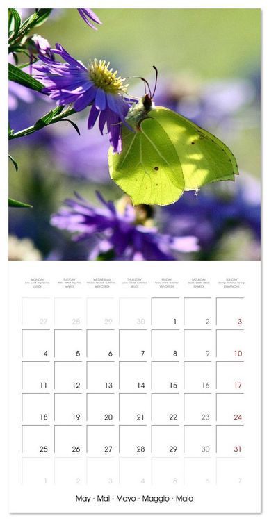 Produktbild: Gentle butterflies (Wall Calendar 2026 12 &times; 12 Inch) CALVENDO 12 Month Wall Calendar