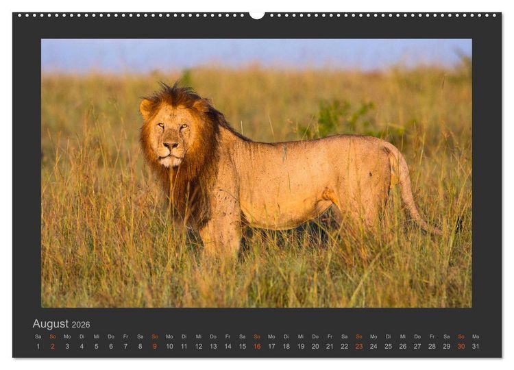 Produktbild: L&ouml;wen Wildlife-Fotografien (Wandkalender 2026 DIN A2 quer), CALVENDO Monatskalender
