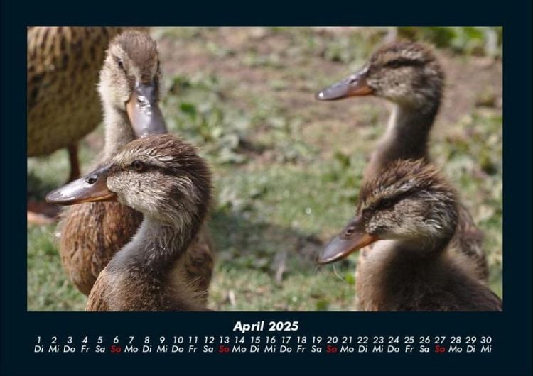Produktbild: Enten 2025 Fotokalender DIN A4