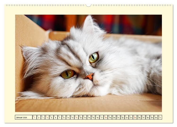 Produktbild: Edle Perserkatzen. Leises Schnurren in Haus und Garten (Wandkalender 2026 DIN A2 quer), CALVENDO Monatskalender
