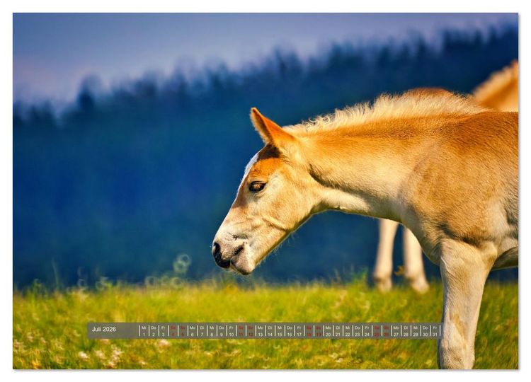Produktbild: Die besonderen Haflinger-Pferde (Wandkalender 2026 DIN A3 quer), CALVENDO Monatskalender