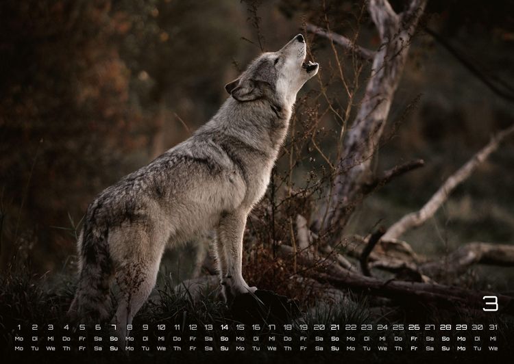 Produktbild: Wolf &ndash; Im Schatten des Waldes - 2027 - Kalender DIN A2