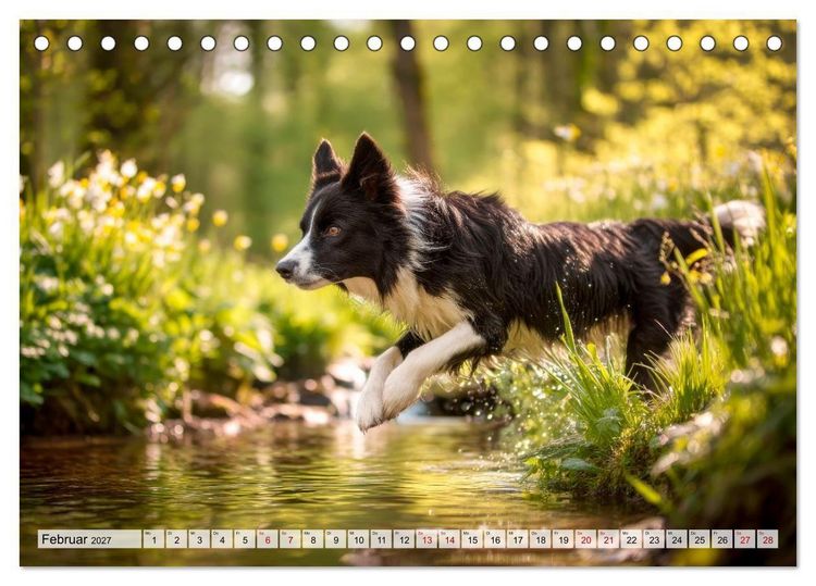 Produktbild: Border Collie - Magische Augenblicke (Tischkalender 2027 DIN A5 quer), CALVENDO Monatskalender