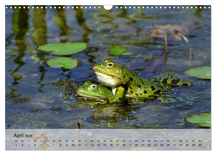 Produktbild: Frosch m&uuml;sste man sein! (Wandkalender 2026 DIN A3 quer), CALVENDO Monatskalender