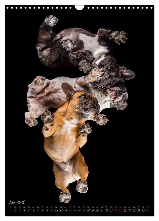 Produktbild: Down Under - Hunde auf der Glasplatte (Wandkalender 2026 DIN A3 hoch), CALVENDO Monatskalender