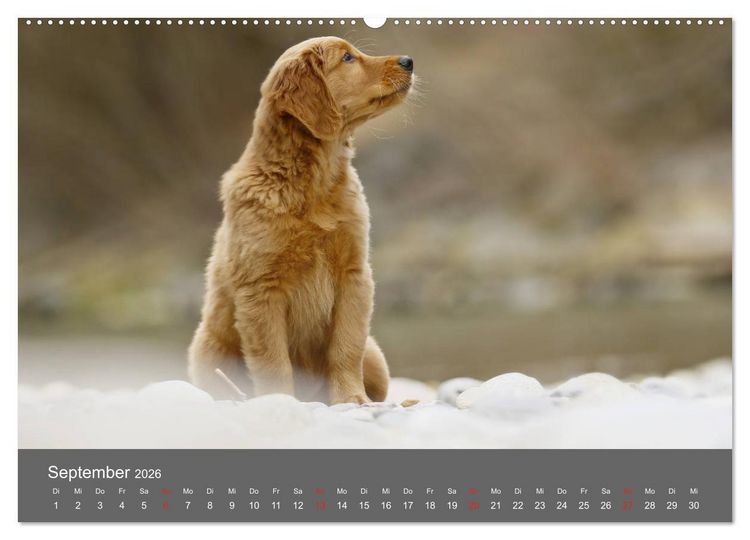 Produktbild: Chesley Kleiner Hund grosse Abenteuer (Wandkalender 2026 DIN A2 quer), CALVENDO Monatskalender
