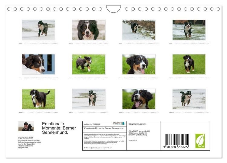 Produktbild: Emotionale Momente: Berner Sennenhund. (Wandkalender 2027 DIN A4 quer), CALVENDO Monatskalender