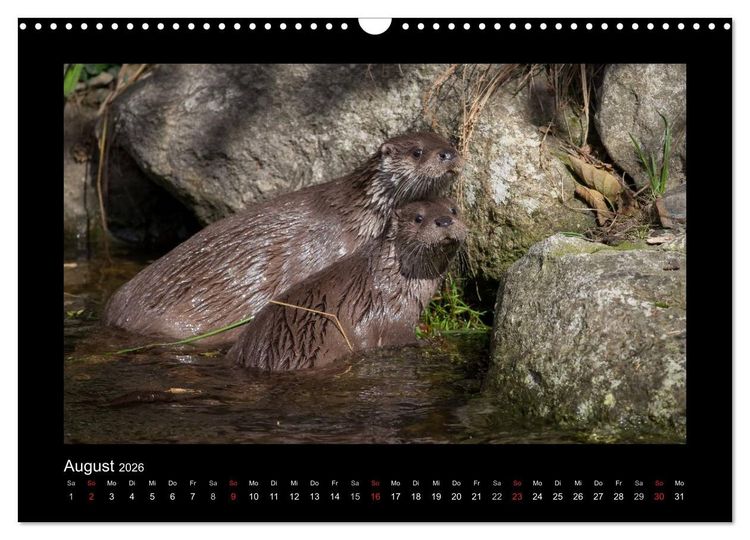 Produktbild: Wolf, Luchs und Co. - Tierbilder aus dem Bayerischen Wald (Wandkalender 2026 DIN A3 quer), CALVENDO Monatskalender