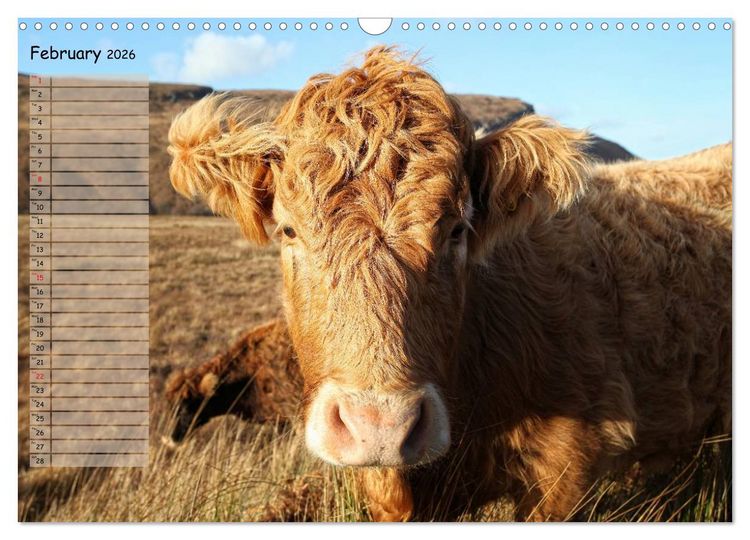 Produktbild: Highland Cattle - Native Breed of Scotland (Wall Calendar 2026 DIN A3 landscape), CALVENDO 12 Month Wall Calendar