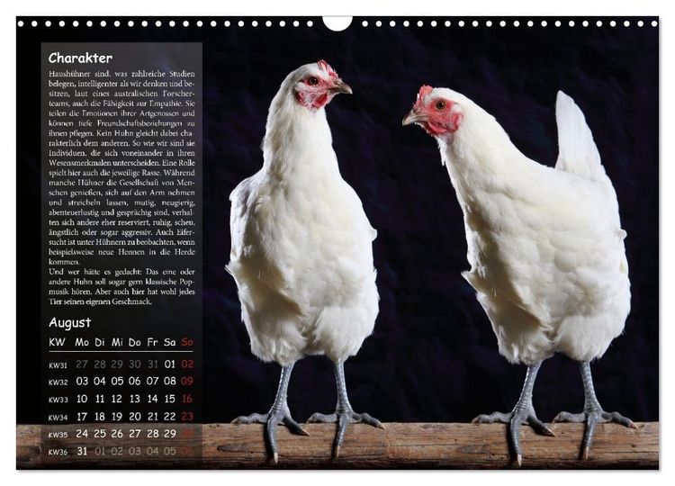 Produktbild: Von der Einzigartigkeit der H&uuml;hner 2026 (Wandkalender 2026 DIN A3 quer), CALVENDO Monatskalender