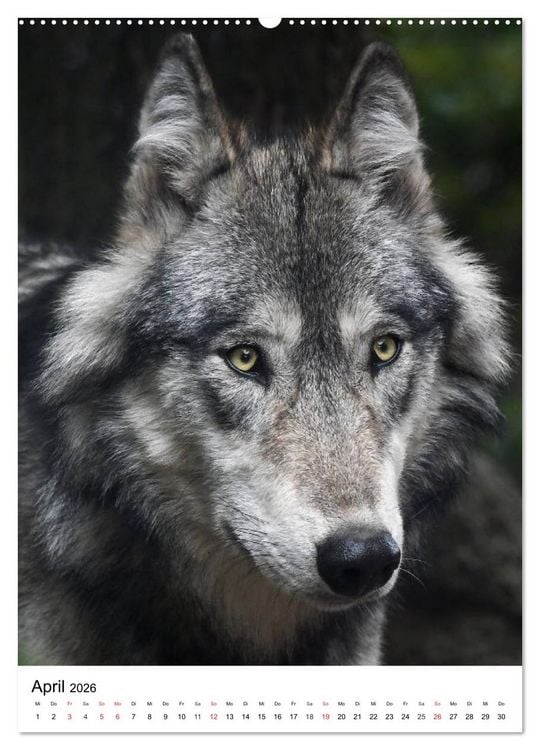 Produktbild: Wolf-Gesichter (Wandkalender 2026 DIN A2 hoch), CALVENDO Monatskalender