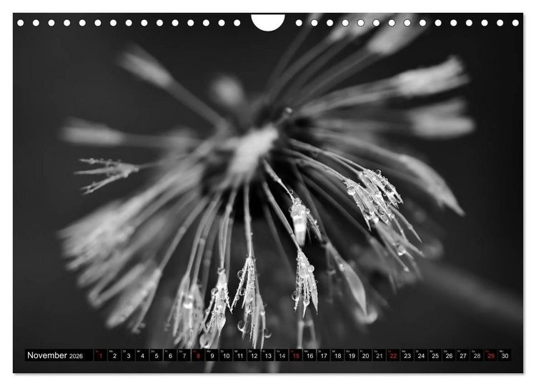 Produktbild: Pusteblume - Impressionen in schwarzwei&szlig; (Wandkalender 2026 DIN A4 quer), CALVENDO Monatskalender