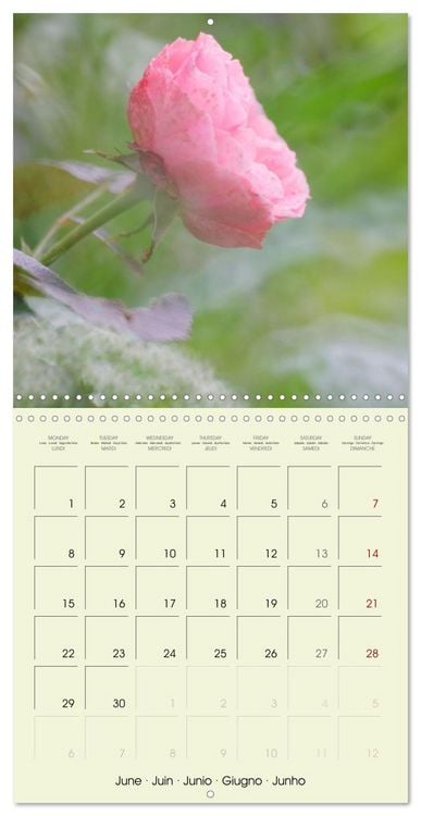 Produktbild: Flowers from dreamland (Wall Calendar 2026 12 &times; 12 Inch) CALVENDO 12 Month Wall Calendar