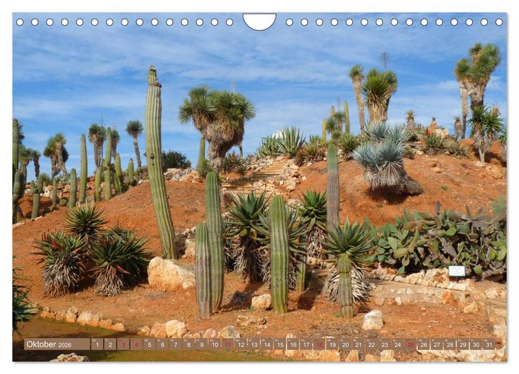 Produktbild: BOTANICACTUS Mallorcas Kakteengarten (Wandkalender 2026 DIN A4 quer), CALVENDO Monatskalender