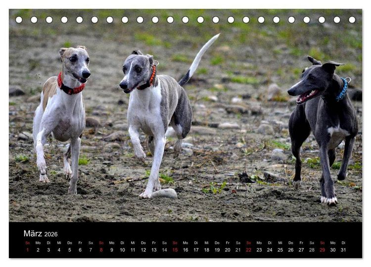 Produktbild: Whippets in Aktion (Tischkalender 2026 DIN A5 quer), CALVENDO Monatskalender