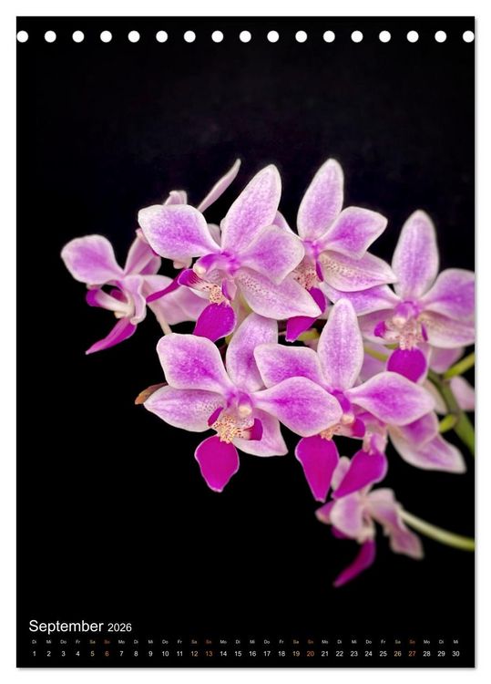 Produktbild: Orchideen - Exoten im Wohnzimmer (Tischkalender 2026 DIN A5 hoch), CALVENDO Monatskalender