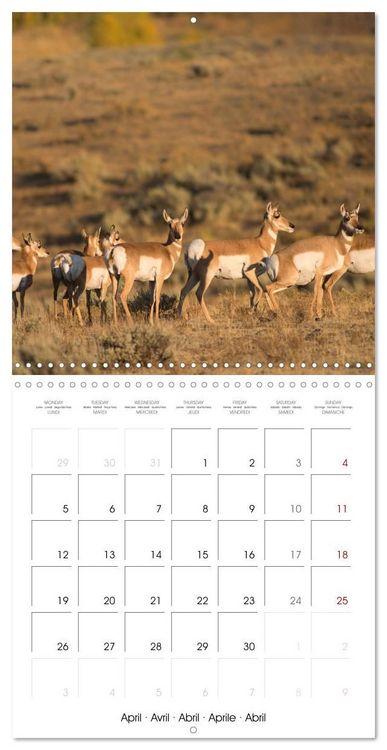 Produktbild: Yellowstone National Park (Wall Calendar 2027 12 &times; 12 Inch) CALVENDO 12 Month Wall Calendar