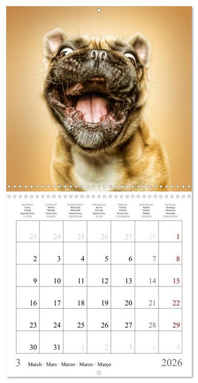 Produktbild: Funny Dog Faces (Wall Calendar 2026 12 &times; 12 Inch) CALVENDO 12 Month Wall Calendar