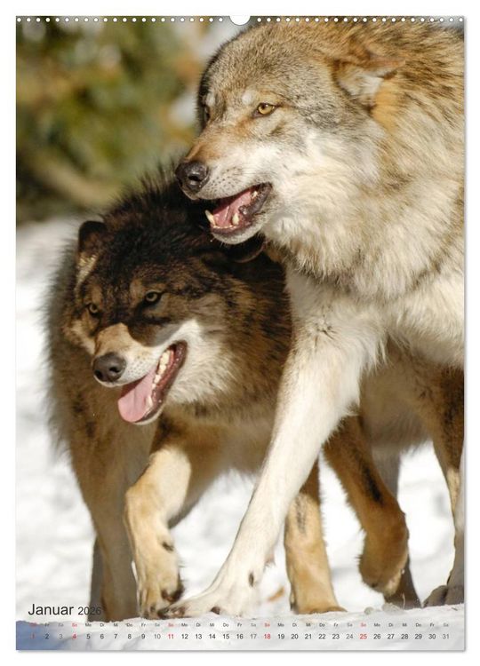 Produktbild: Emotionale Momente: Der Wolf. (hochwertiger Premium Wandkalender 2026 DIN A2 hoch), Kunstdruck in Hochglanz