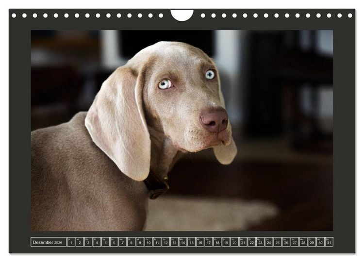 Produktbild: Weimaraner - Ein Welpenjahr (Wandkalender 2026 DIN A4 quer), CALVENDO Monatskalender