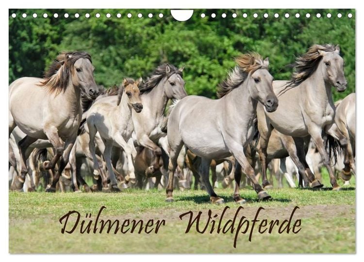Produktbild: D&uuml;lmener Wildpferde (Wandkalender 2026 DIN A4 quer), CALVENDO Monatskalender