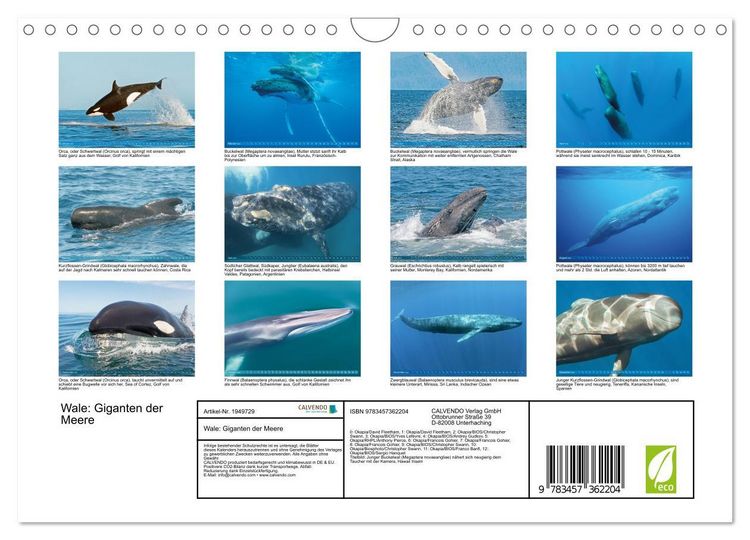 Produktbild: Wale: Giganten der Meere (Wandkalender 2026 DIN A4 quer), CALVENDO Monatskalender