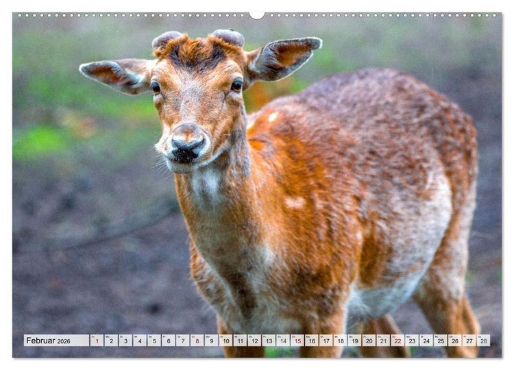Produktbild: Rehe - Sanfte Waldbewohner (hochwertiger Premium Wandkalender 2026 DIN A2 quer), Kunstdruck in Hochglanz
