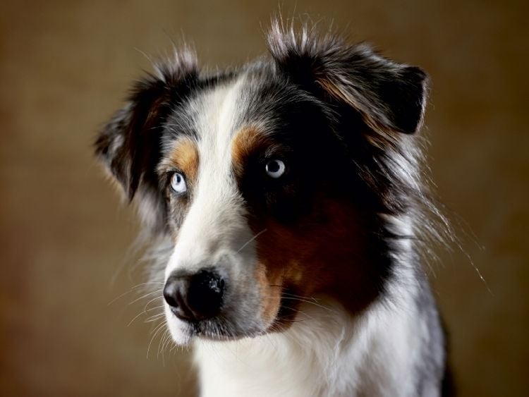 Produktbild: Dakota, 9 Jahre (Puzzle)