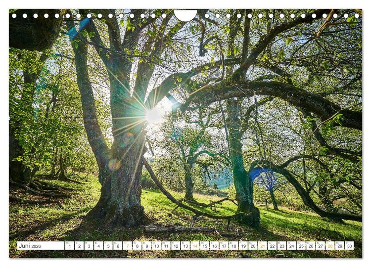 Produktbild: B&auml;ume im Altm&uuml;hltal (Wandkalender 2026 DIN A4 quer), CALVENDO Monatskalender