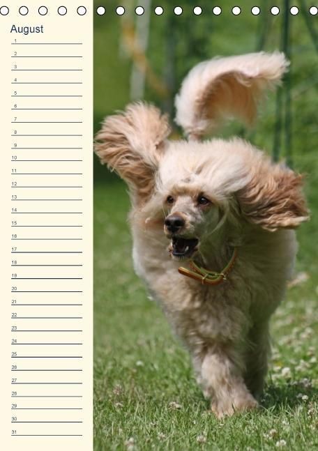 Produktbild: Pudel / Geburtstagskalender (Tischkalender immerw&auml;hrend DIN A5 hoch)