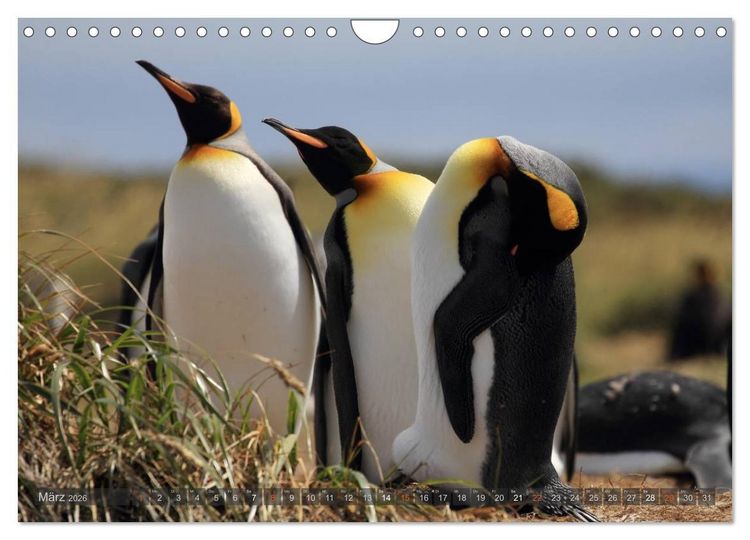 Produktbild: Pinguine in Patagonien (Wandkalender 2026 DIN A4 quer), CALVENDO Monatskalender